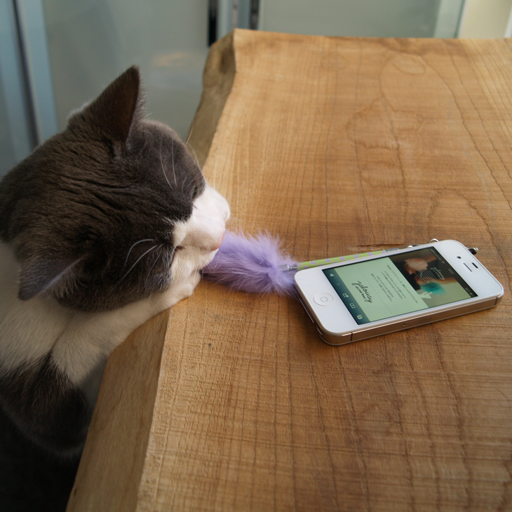 ふわふわに猫が飛びつきます